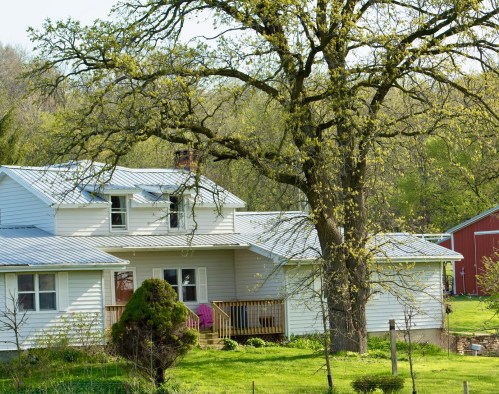 A white house with a metal roof surrounded by greenery and a large tree, with a red barn in the background.