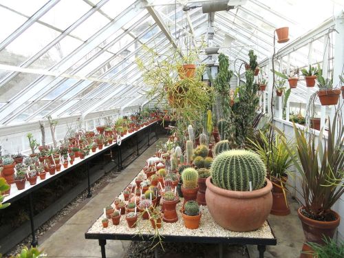 A greenhouse filled with various cacti and succulents in pots, arranged on tables with natural light streaming in.