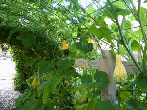 A garden arch covered with green vines and small yellow squash growing along the trellis.