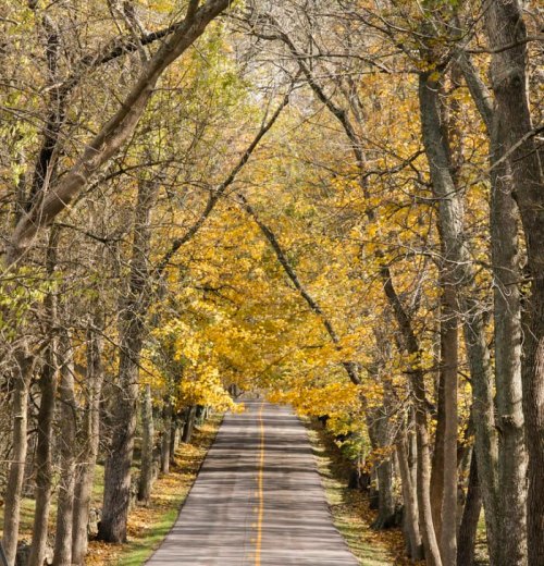 A winding road lined with trees displaying vibrant autumn leaves in shades of yellow and gold.