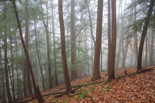 A misty forest scene with tall trees and a carpet of fallen leaves on the ground.