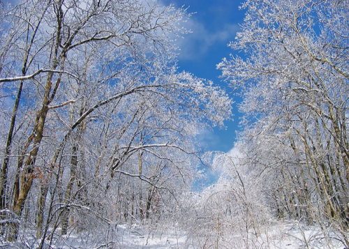 A serene winter landscape with snow-covered trees under a bright blue sky.