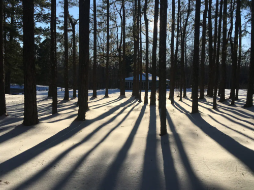 A snowy landscape with tall trees casting long shadows, and a cabin visible in the background under a clear sky.