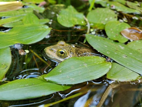 A frog partially submerged in water, surrounded by green lily pads and leaves.