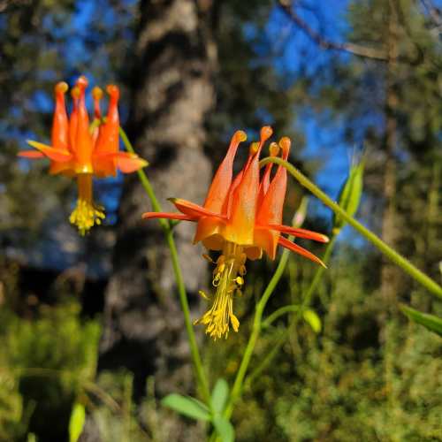 Two vibrant orange flowers with elongated petals, set against a blurred background of trees and blue sky.