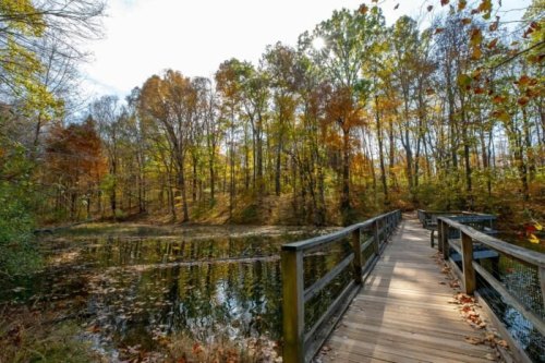 A wooden bridge leads over a calm pond, surrounded by trees in vibrant autumn colors under a bright sky.