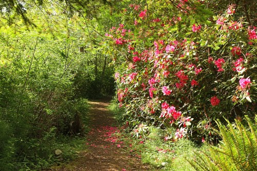 A serene path through a lush green forest, lined with vibrant pink flowers and scattered petals.