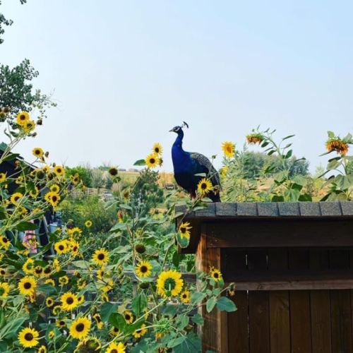 A peacock stands on a wooden fence surrounded by vibrant sunflowers and greenery.