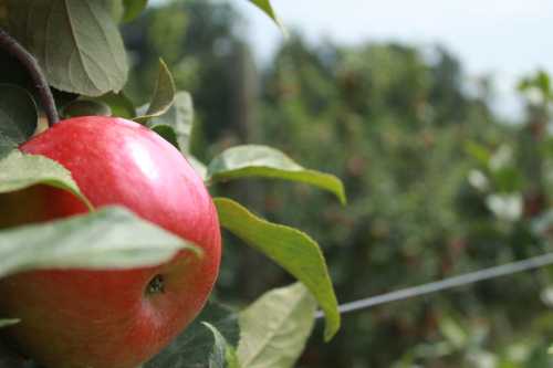 A close-up of a red apple hanging on a tree branch, surrounded by green leaves in an orchard.