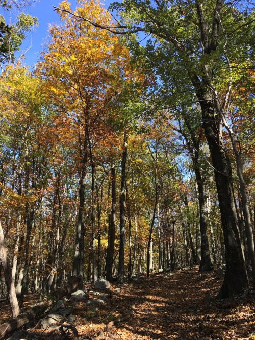 A serene forest path lined with trees displaying vibrant autumn foliage under a clear blue sky.