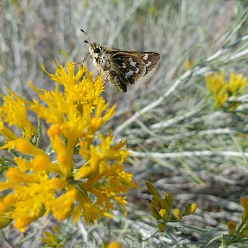 A butterfly perched on vibrant yellow flowers in a natural setting, surrounded by green foliage.
