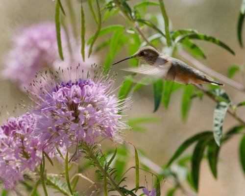 A hummingbird hovers near a pink flower, surrounded by green leaves in a natural setting.