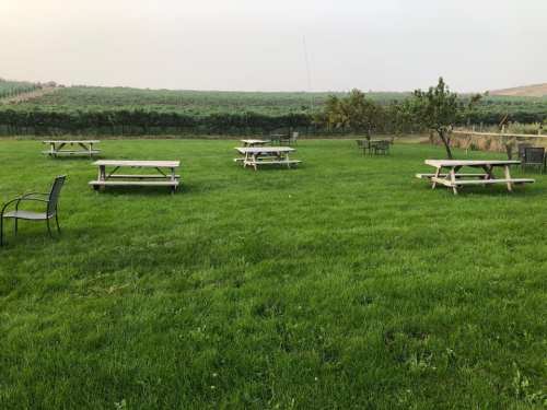 A grassy area with several picnic tables and chairs, surrounded by vineyards in the background.