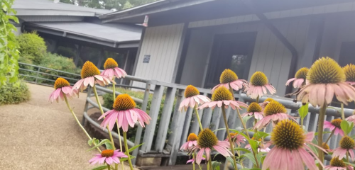 A pathway lined with pink coneflowers leads to a building with a sloped roof and greenery surrounding it.