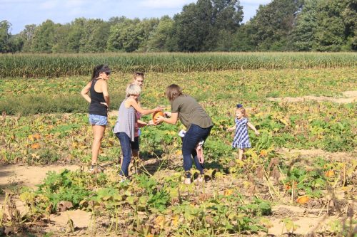 A group of people picking pumpkins in a field, surrounded by greenery and a clear blue sky.
