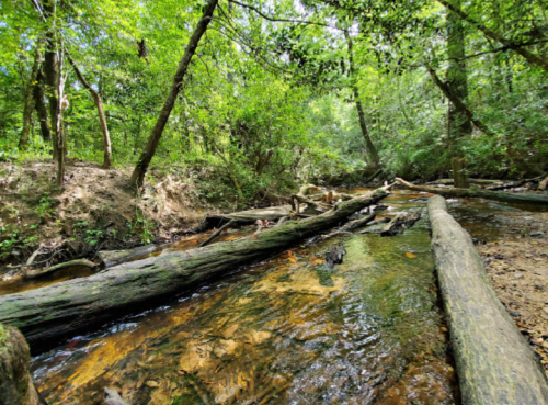 A serene forest scene featuring a clear stream flowing over rocks, surrounded by lush green trees and fallen logs.