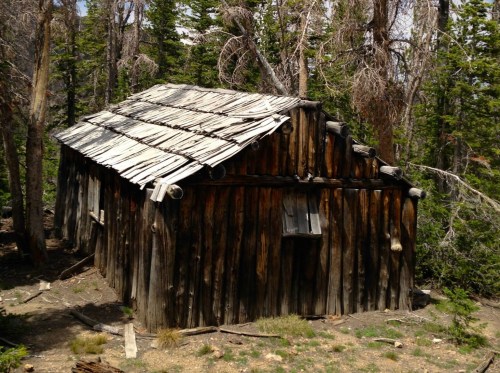 A weathered wooden cabin with a slanted roof, surrounded by tall trees in a forested area.