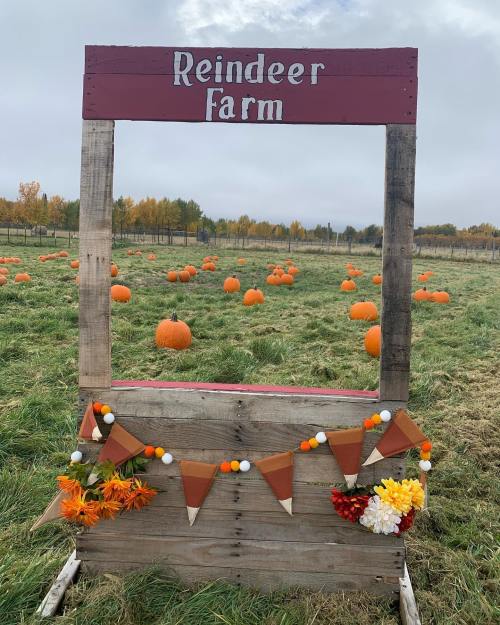 A wooden frame at a pumpkin patch, decorated with fall colors and a sign that reads "Reindeer Farm." Pumpkins scattered in the field.