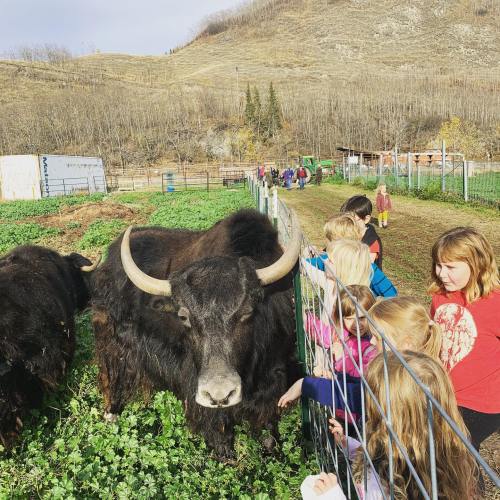 Children gather by a fence, observing a large yak in a green field with a mountainous backdrop.