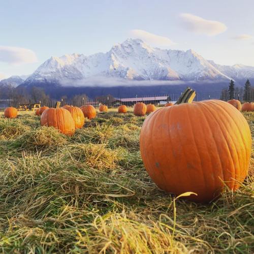 A field of pumpkins with snow-capped mountains in the background under a colorful sunset sky.