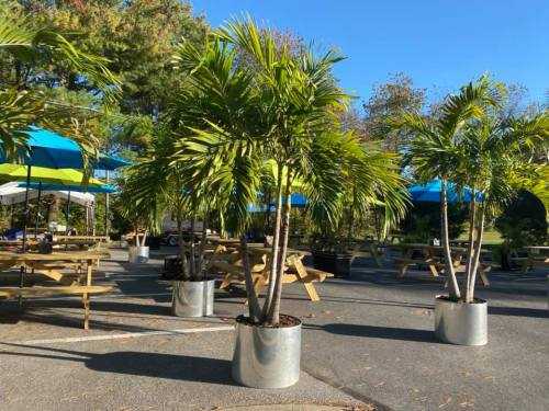 Outdoor seating area with picnic tables, palm trees in planters, and colorful umbrellas under a clear blue sky.