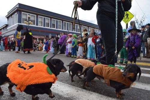 A parade scene with costumed dogs in pumpkin outfits, walking alongside people in colorful costumes.