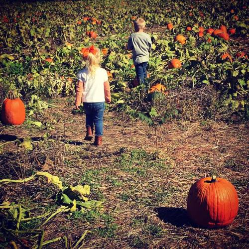 Two children walking through a pumpkin patch, surrounded by orange pumpkins and green vines on a sunny day.