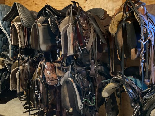 A collection of various saddles hanging on a wooden wall in a barn.