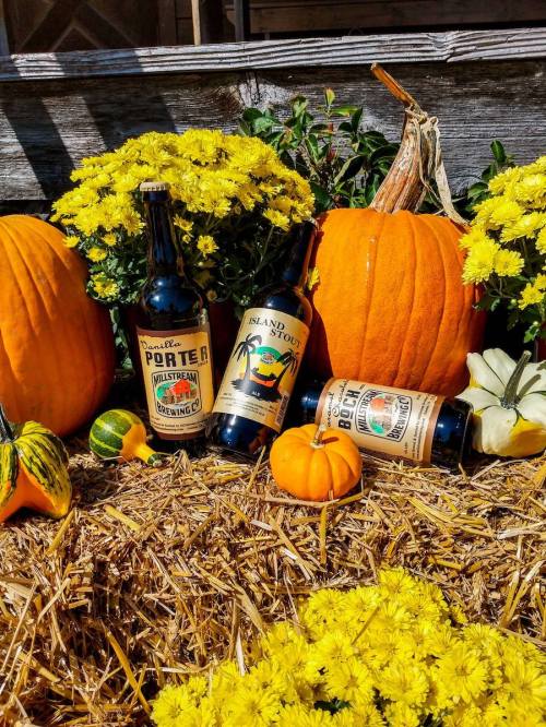Two beer bottles surrounded by pumpkins and yellow flowers on a bed of straw. Autumn-themed display.