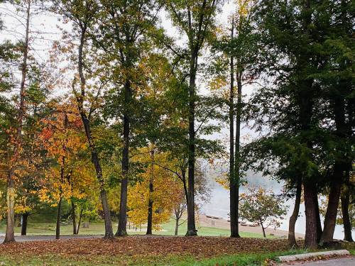 A serene landscape featuring trees with autumn foliage near a calm lake, with a misty background.