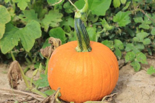A bright orange pumpkin sits on the ground surrounded by green leaves and vines.