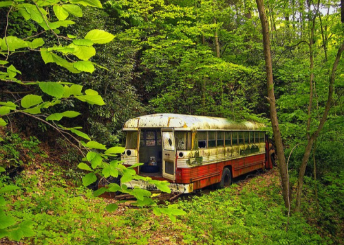 An abandoned, weathered school bus surrounded by lush green foliage in a dense forest.