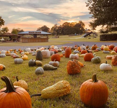A field scattered with various pumpkins and gourds, with a snack shack and playground in the background at sunset.