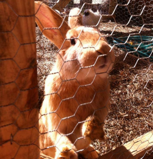 A close-up of a brown rabbit behind a wire fence, with straw on the ground and another rabbit in the background.