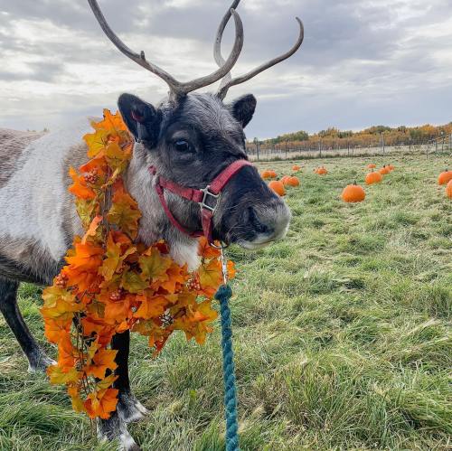 A reindeer adorned with orange leaves stands in a pumpkin patch, with pumpkins scattered in the background.
