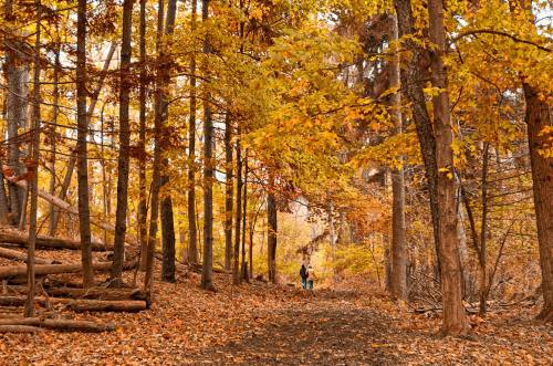 A serene forest path lined with trees in vibrant autumn colors, with two people walking in the distance.