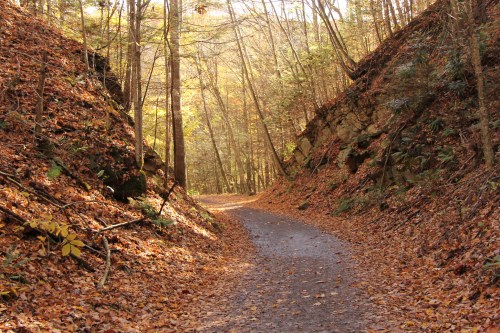 A winding path through a forest with autumn leaves and sunlight filtering through the trees.