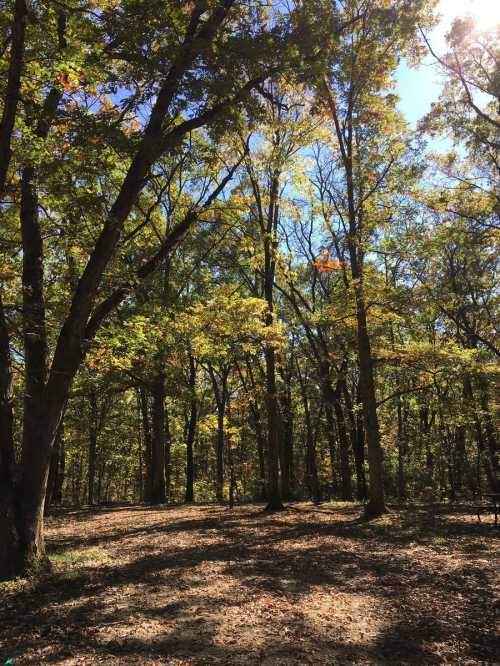 Sunlight filters through tall trees in a serene forest, with colorful leaves scattered on the ground.