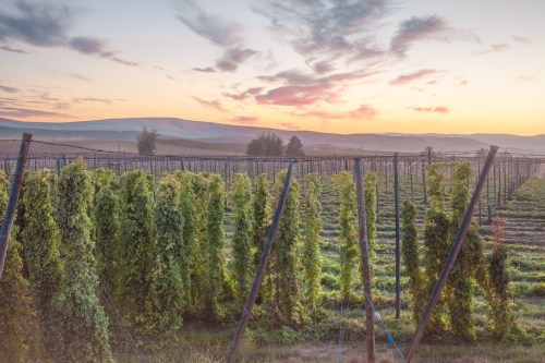 A scenic view of a hop field at sunset, with lush green vines and distant hills under a colorful sky.