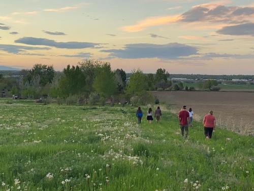 A group of people walking through a grassy field with dandelions at sunset, surrounded by trees and open land.