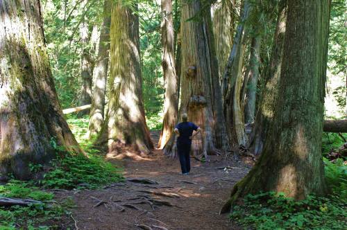 A person stands on a forest path surrounded by tall, ancient trees and lush greenery.