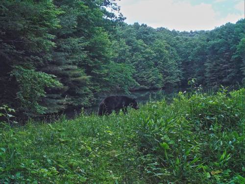 A black bear forages near a lush green area by a calm, reflective body of water surrounded by trees.