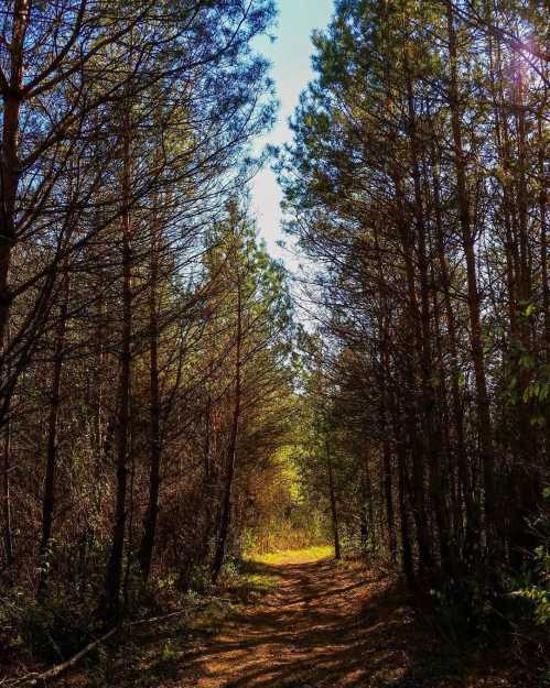 A sunlit path winding through tall trees in a serene forest setting.