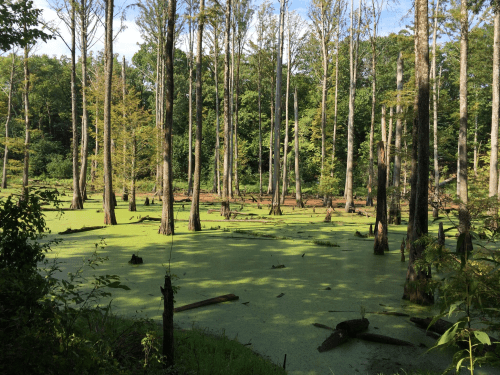 A serene wetland scene with tall trees surrounded by green duckweed covering the water's surface.