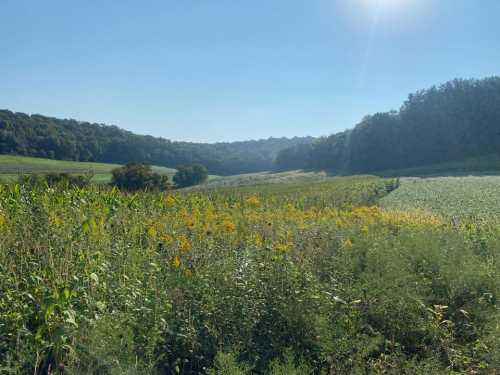 A sunny landscape featuring fields of green and yellow plants, bordered by trees under a clear blue sky.