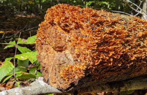 A close-up of a log covered in vibrant orange-brown fungi, surrounded by green leaves in a forest setting.