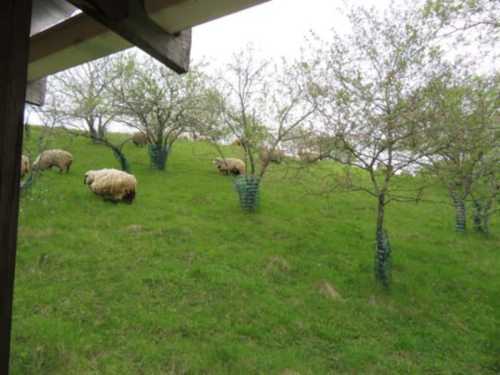 A grassy hillside with sheep grazing among young trees.