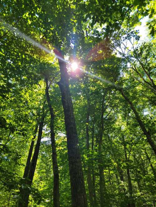 Sunlight filters through the lush green canopy of tall trees in a vibrant forest.