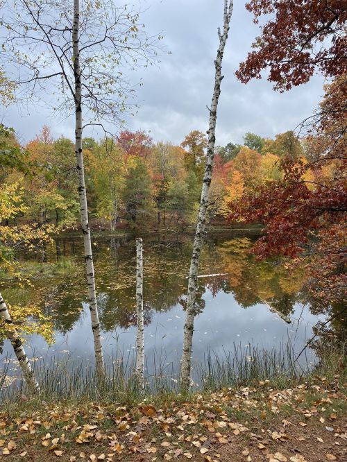 A serene lake surrounded by colorful autumn trees and birch trunks, reflecting the vibrant foliage in the water.