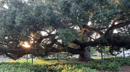 A large, sprawling tree with thick branches and lush green foliage, illuminated by soft sunlight in a park setting.